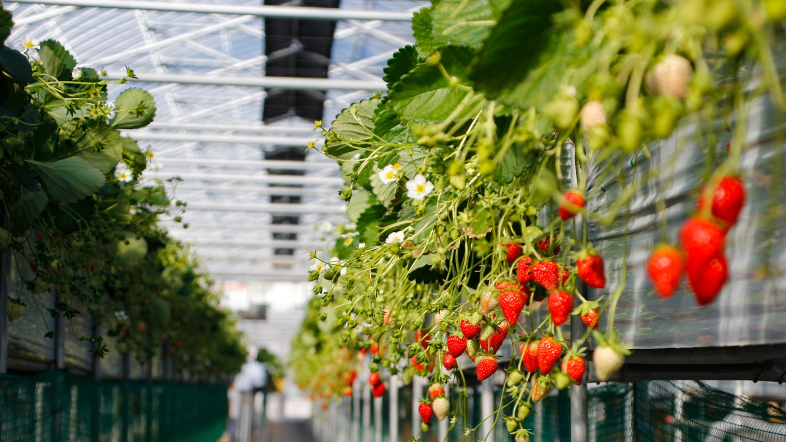 Close-up of ripe red strawberries on green leaves - premium Sensation variety produced in geothermal greenhouses for year-round supply.